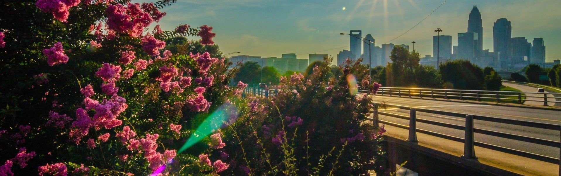 Charlotte Skyline